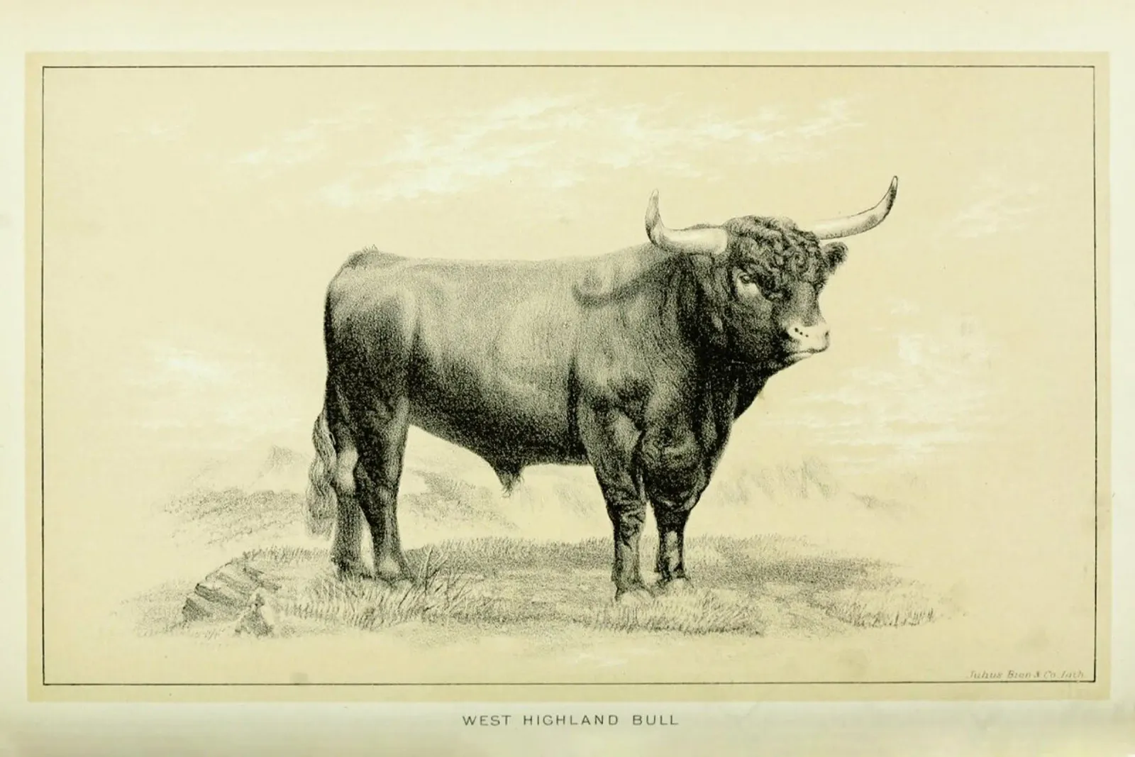 West Highland Bull pellicola backlit da Flora & Fauna