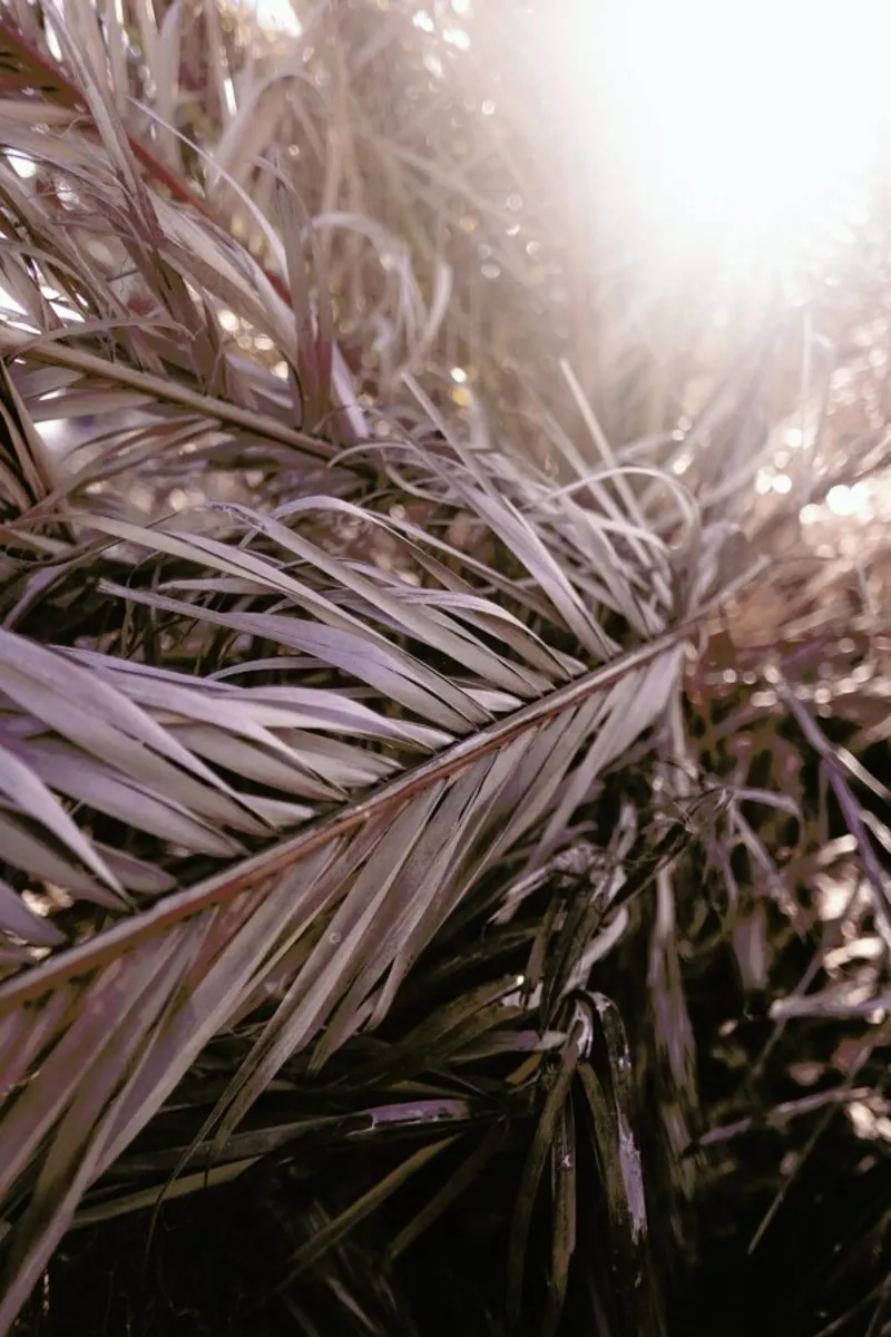 Bleached Palms pellicola backlit da Chris Abatzis