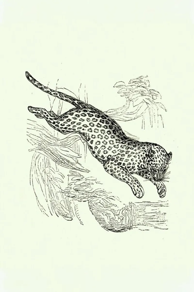 Leopard alluminio dibond da Flora & Fauna