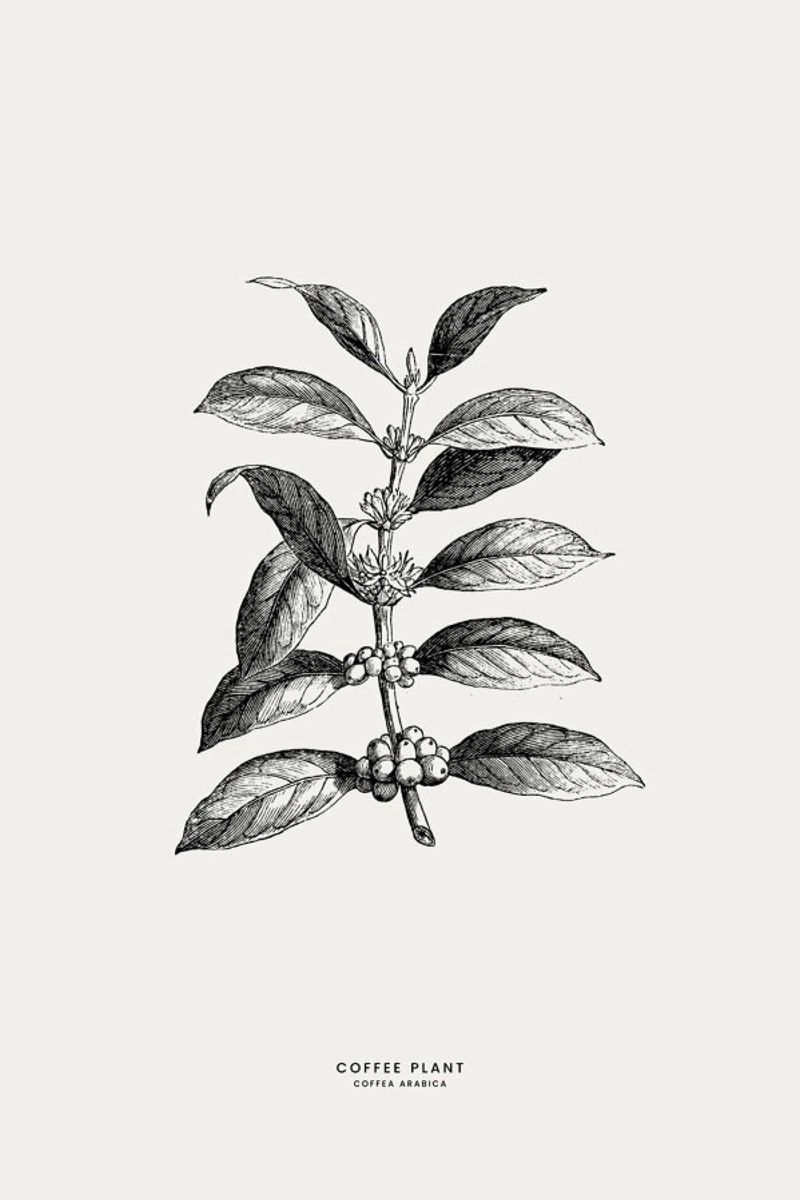 Coffee Plant Poster von Flora & Fauna