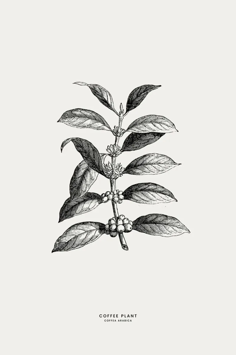 Coffee Plant Hahnemühle von Flora & Fauna