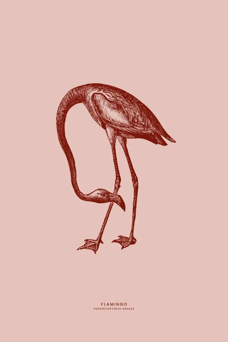 Flamingo II pellicola backlit da Flora & Fauna