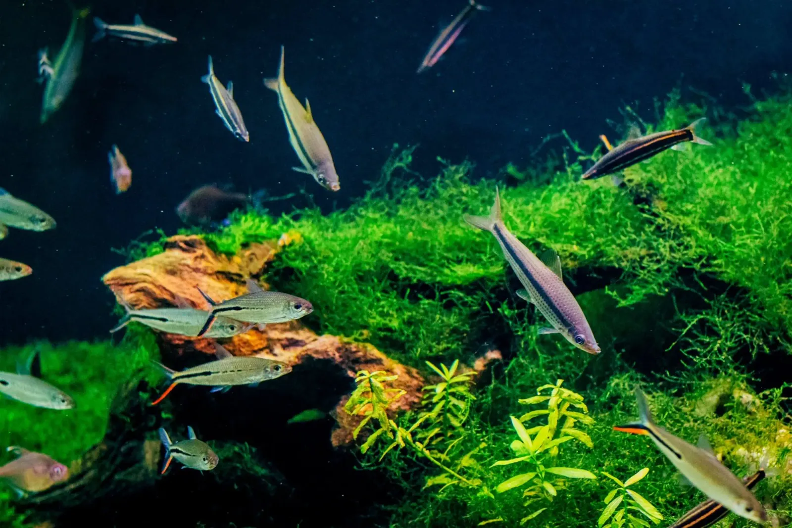 Corydoras in acquario plexiglass da isokun