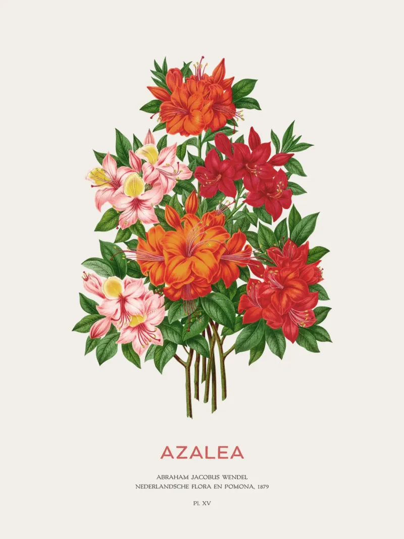 Fiori di azalea o rododendro plexiglass da Vintagrafica