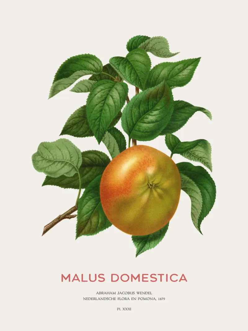 Botanische Apfelblütenkunst oder Malus domestica Hahnemühle von Vintagrafica