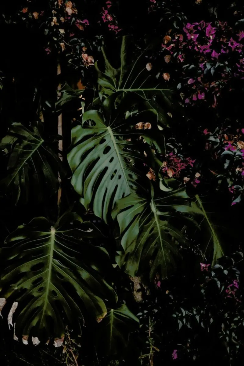 It's A Monstera Poster von Flora & Fauna