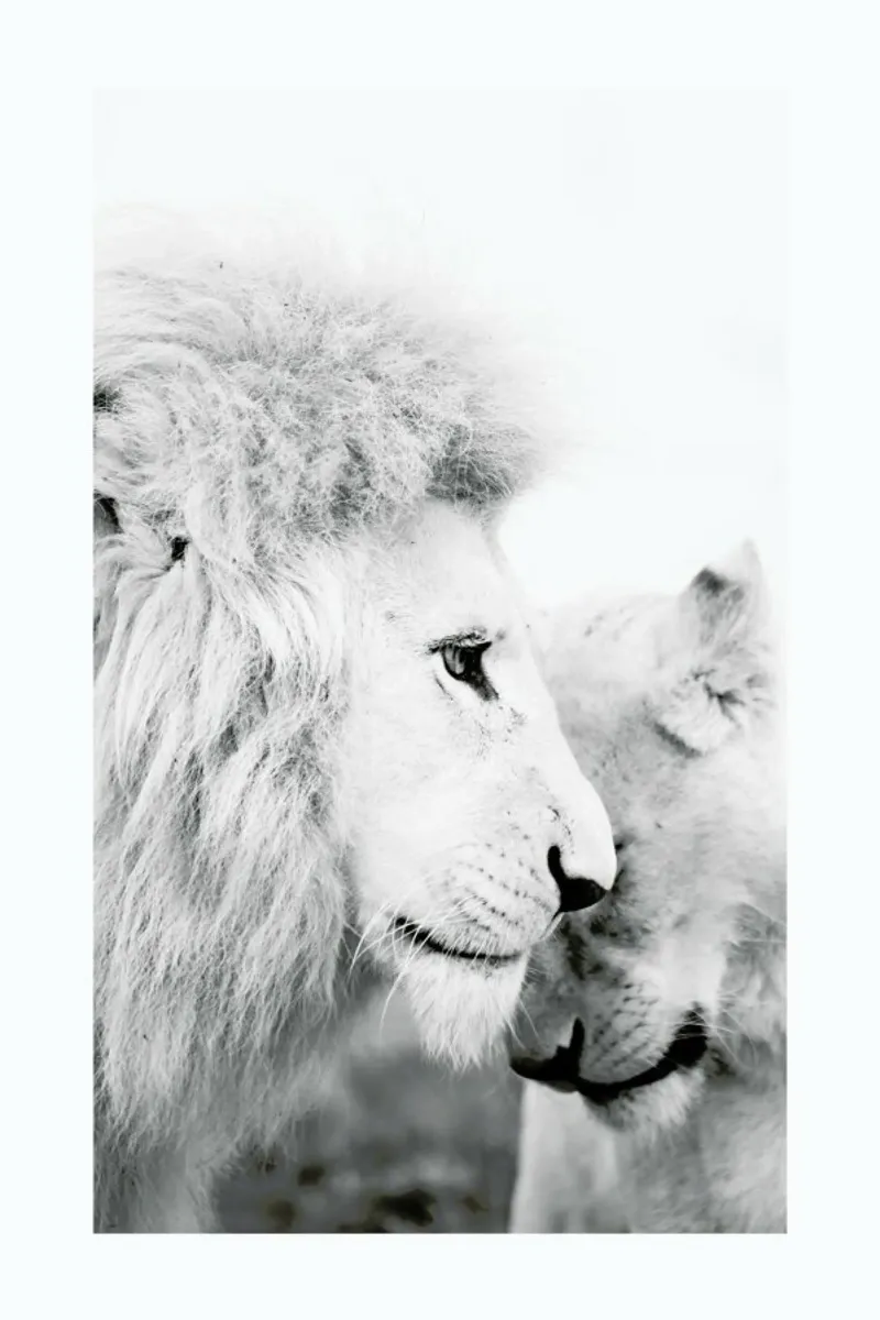 A Softer Side pellicola backlit da Natural Kingdom
