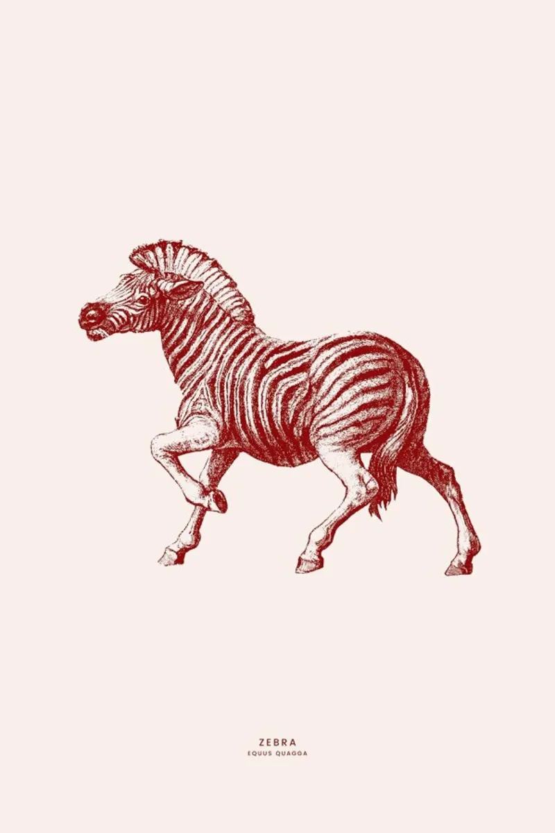 Zebra II plexiglass da Flora & Fauna