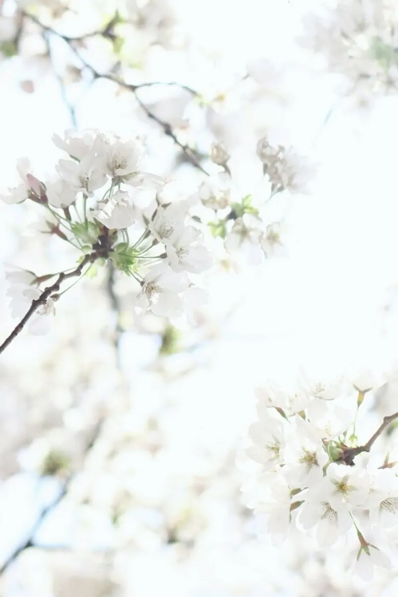 Cherry Blossoms 1 poster con telaio in alluminio da Marlene Sørensen