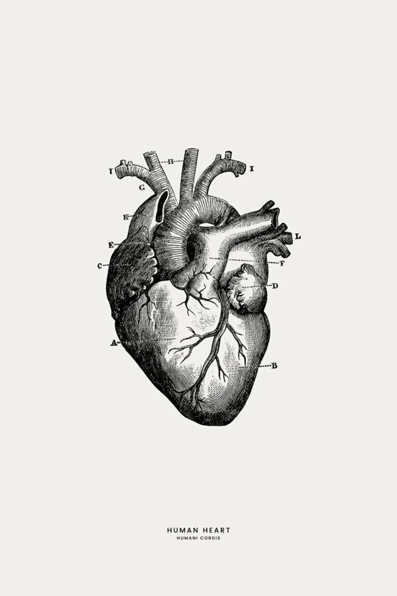Human Heart pellicola backlit da Flora & Fauna