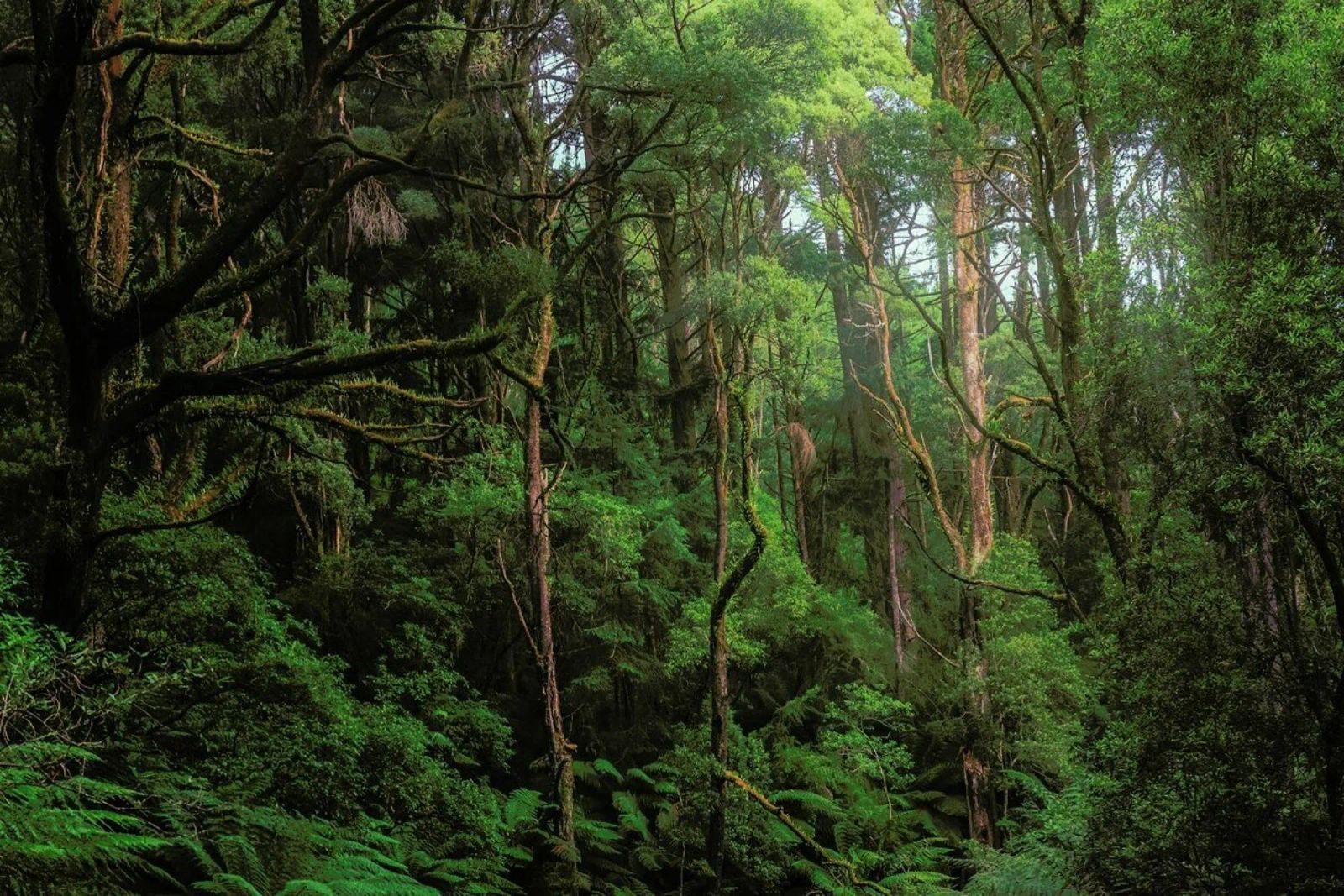 Australian Bushland poster van METROPOLIS