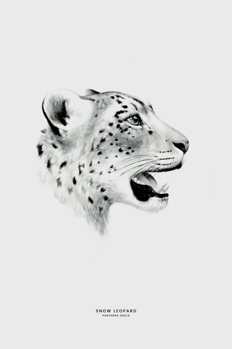 Snow Leopard pellicola backlit da Flora & Fauna