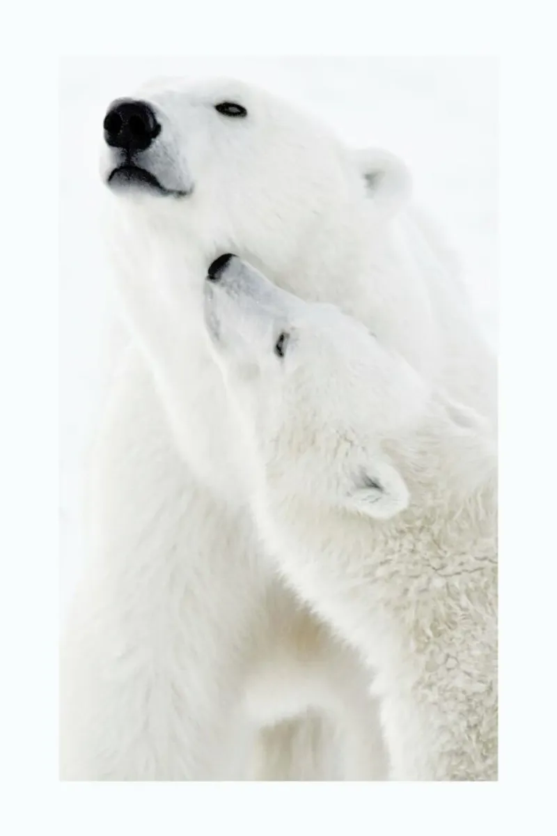 Polar Bears in Snow pellicola backlit da Natural Kingdom