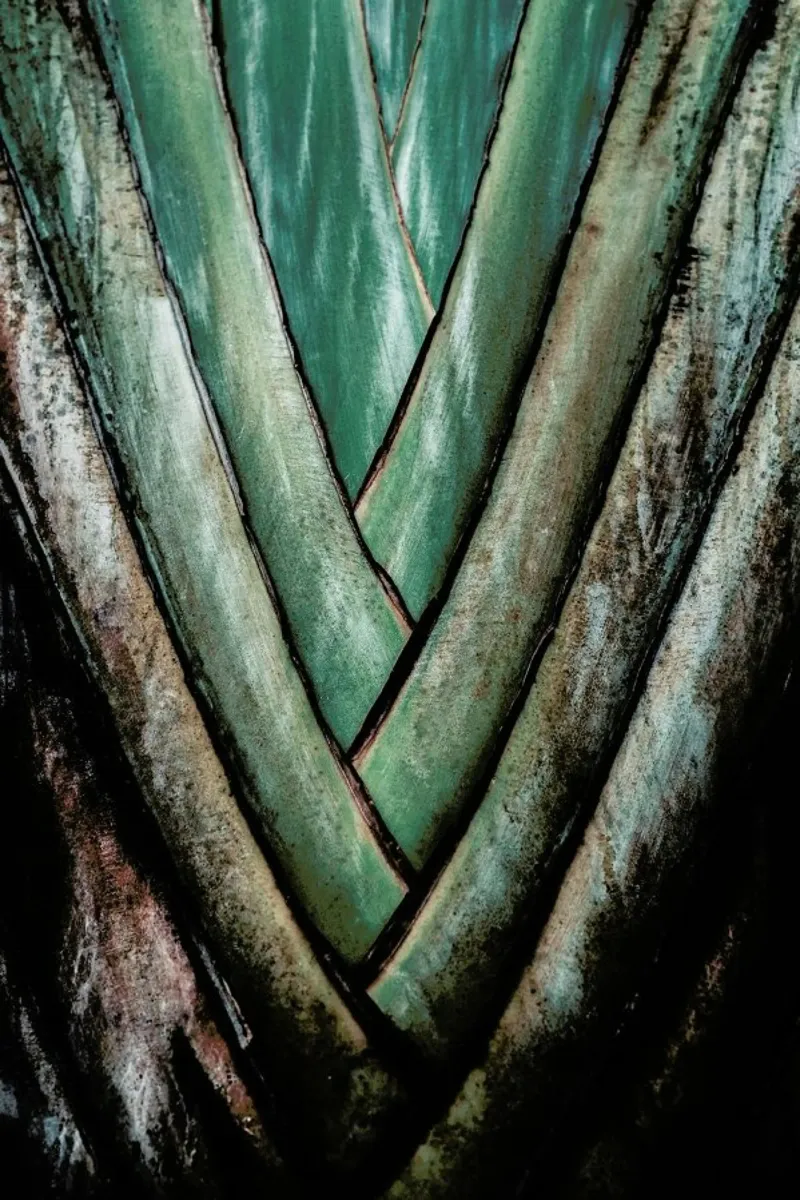 Travellers Palm pellicola backlit da Flora & Fauna