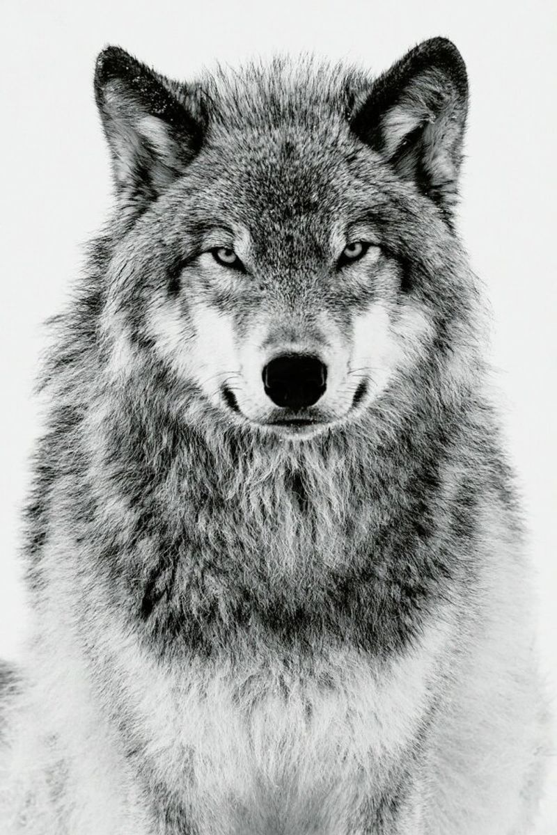 Winter Warrior Poster von Natural Kingdom