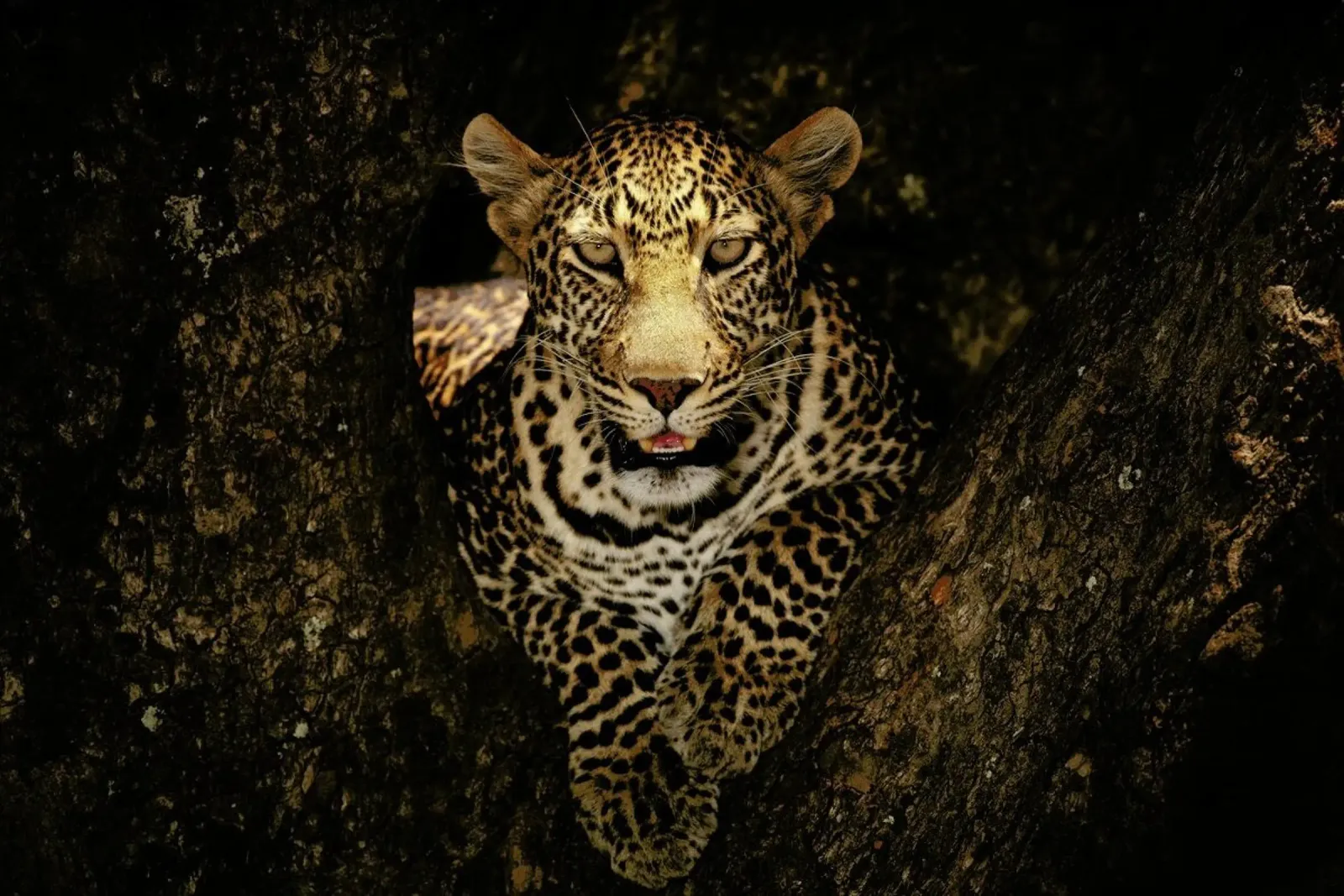 Leopard Resting on a Tree at Masai Mara - Ozkan Ozmen carta hahnemühle da Pictufy