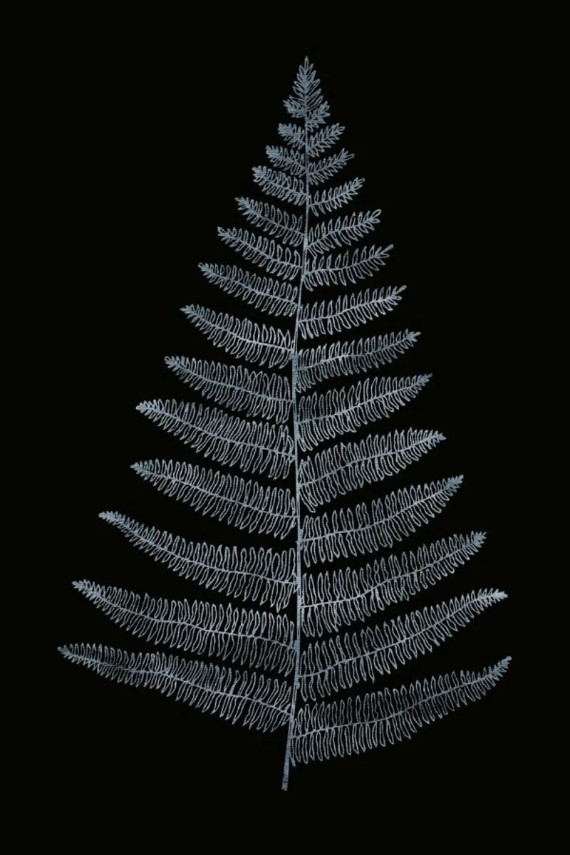 Botanica Minimalistica No.2 pellicola backlit da Kubistika