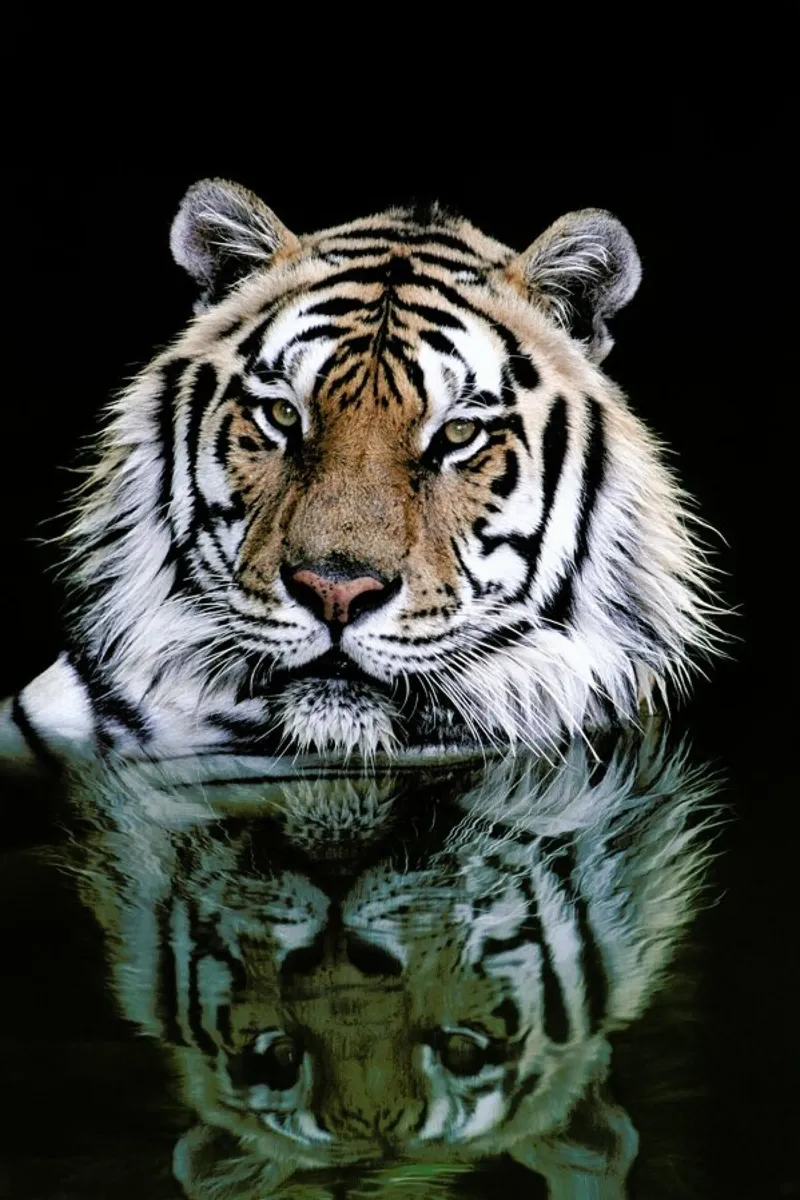 Striped Reflections pellicola backlit da Natural Kingdom