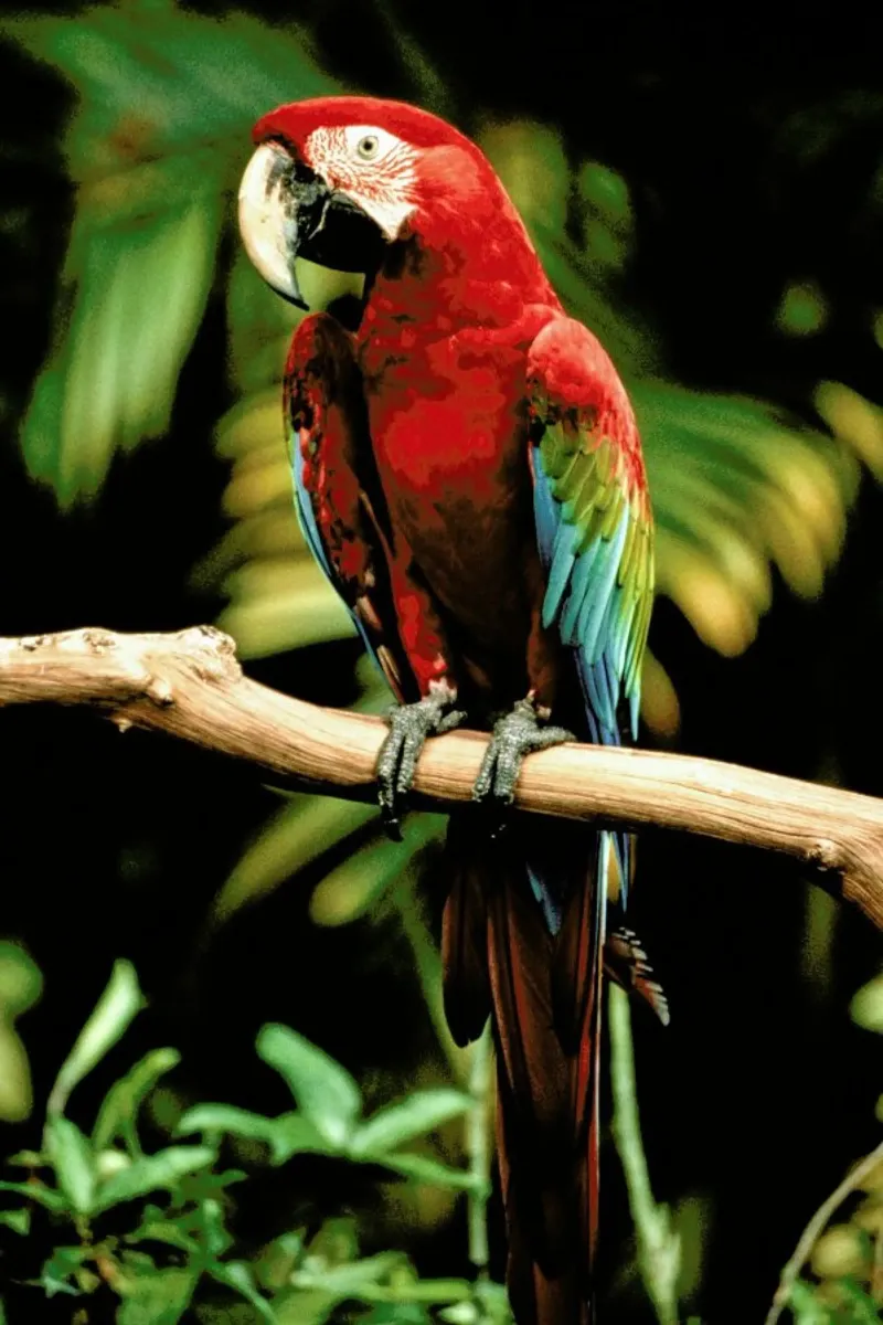 Perching Parrot alluminio dibond da Natural Kingdom