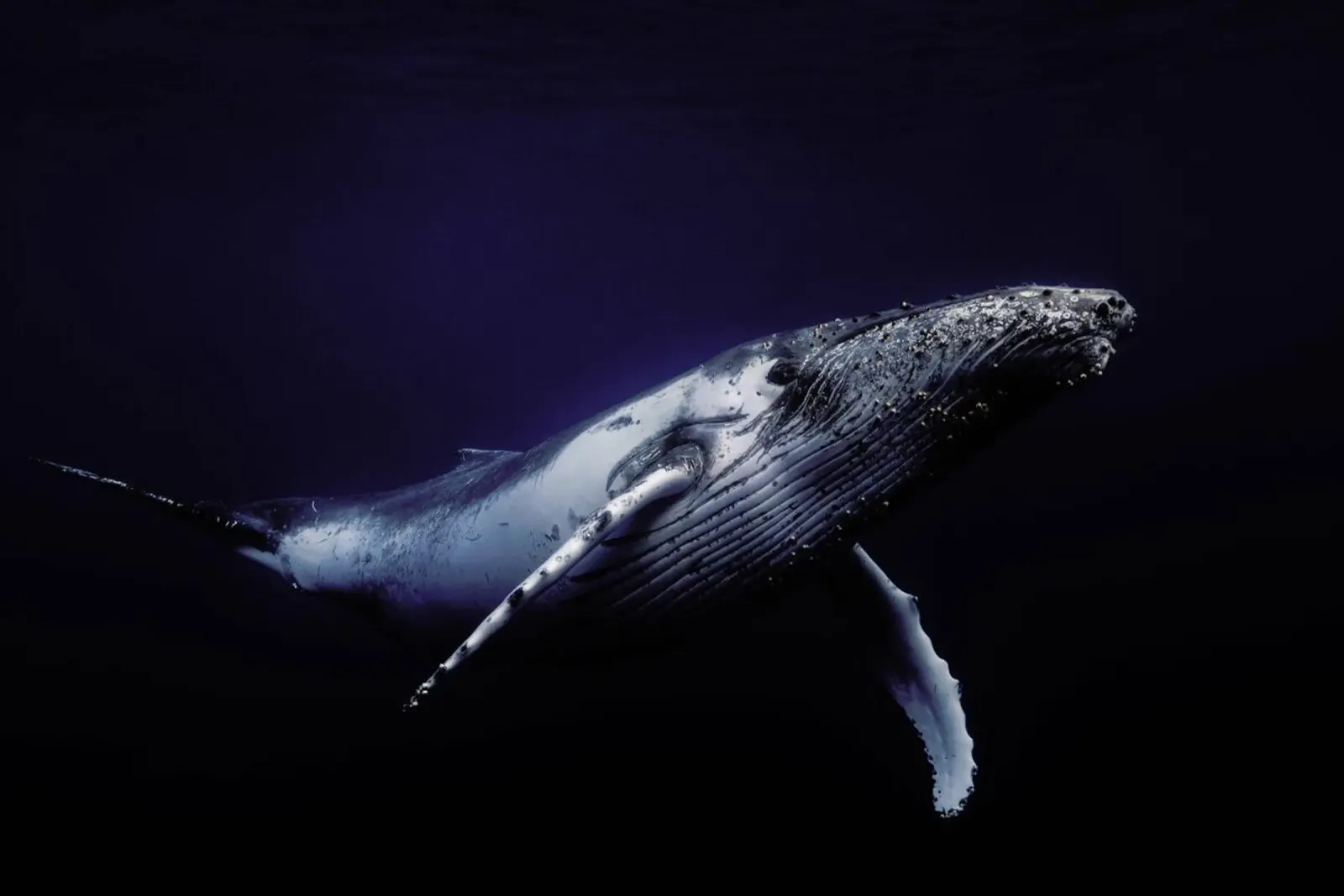 Humpback Whale in Blue - Barathieu Gabriel carta hahnemühle da Pictufy