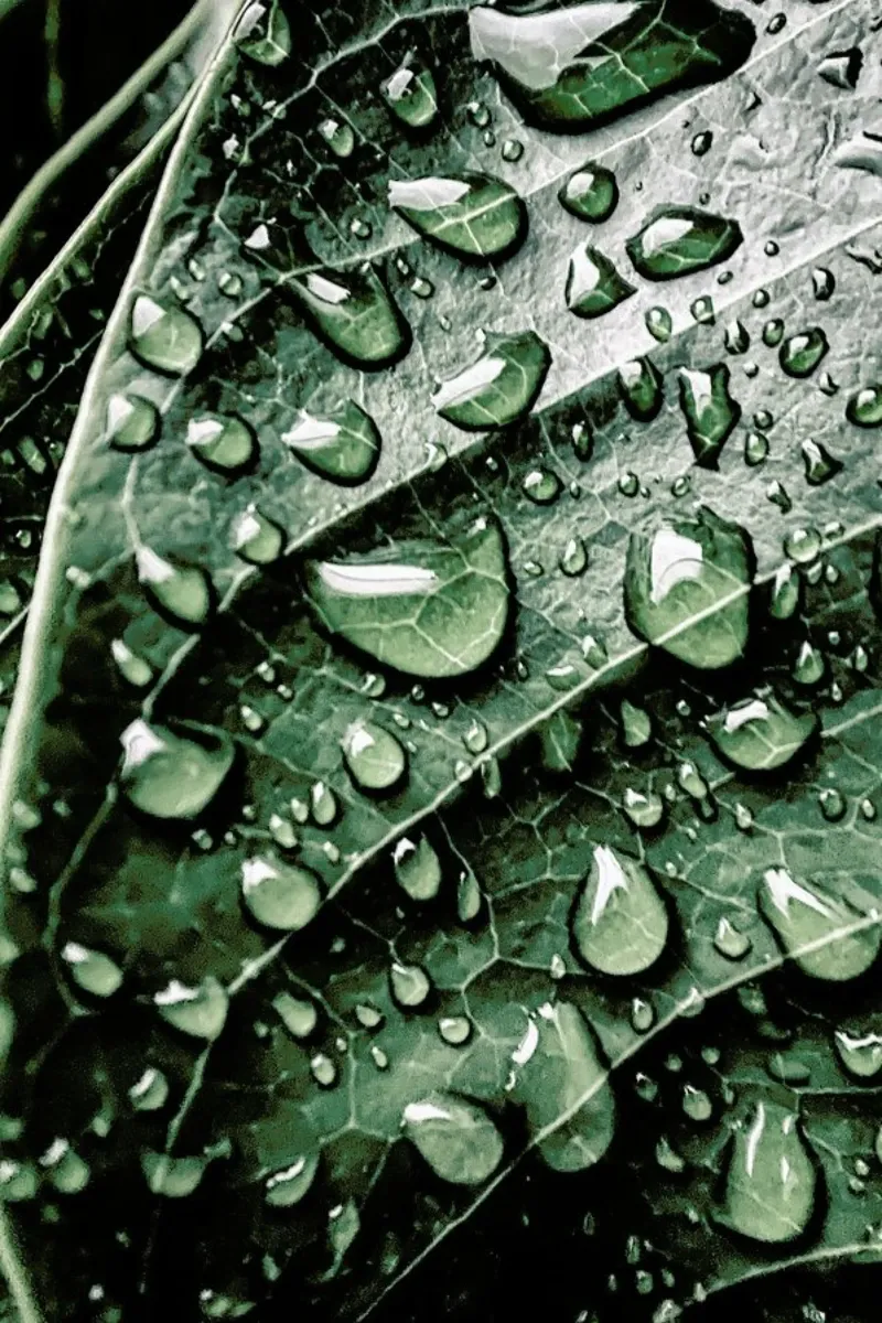 Droplets On Leaves pellicola backlit da Flora & Fauna