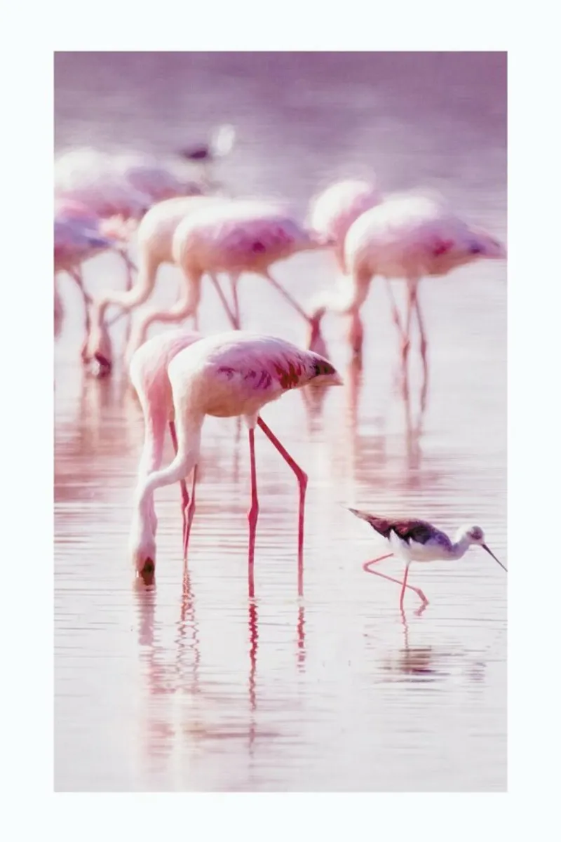 Flamingos in the Shallow pellicola backlit da Natural Kingdom