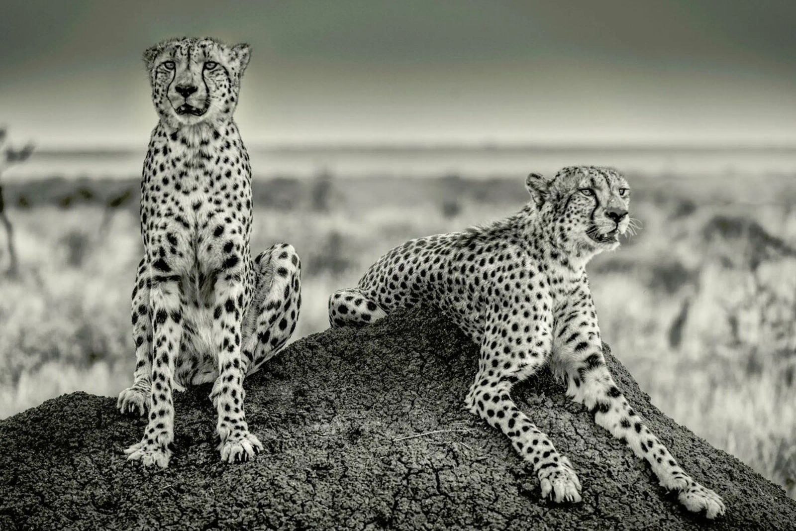 Two Cheetahs Watching Out - Henrike Scheid Poster mit Kunststoffrahmen von Pictufy