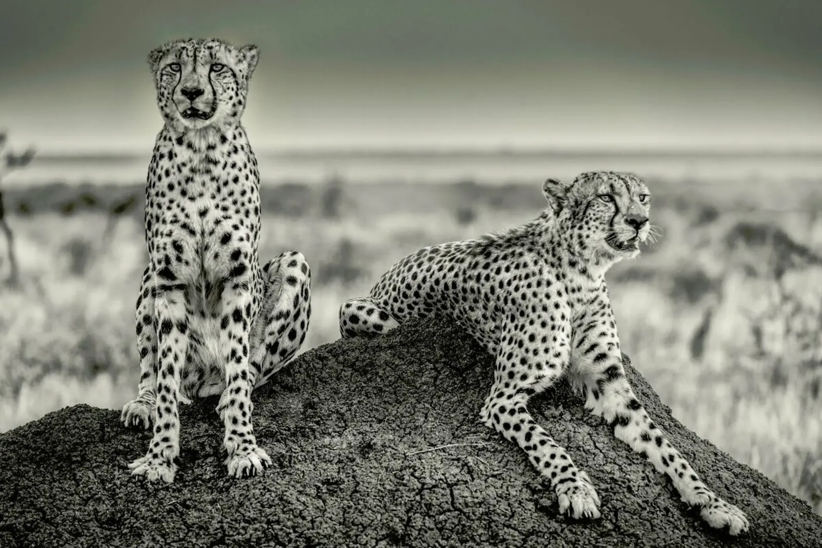 Two Cheetahs Watching Out - Henrike Scheid poster with plastic frame by Pictufy