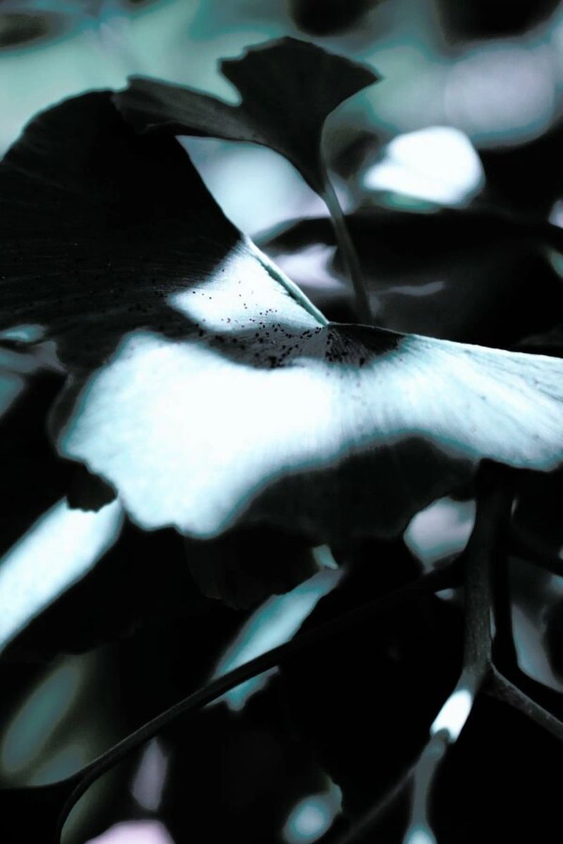 Ginkgo 01 pellicola backlit da Froilein Juno