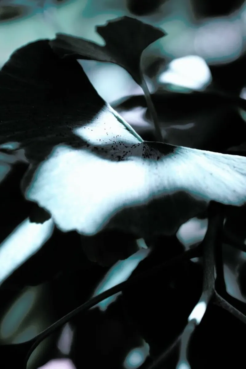 Ginkgo 01 acrylic glass by Froilein Juno