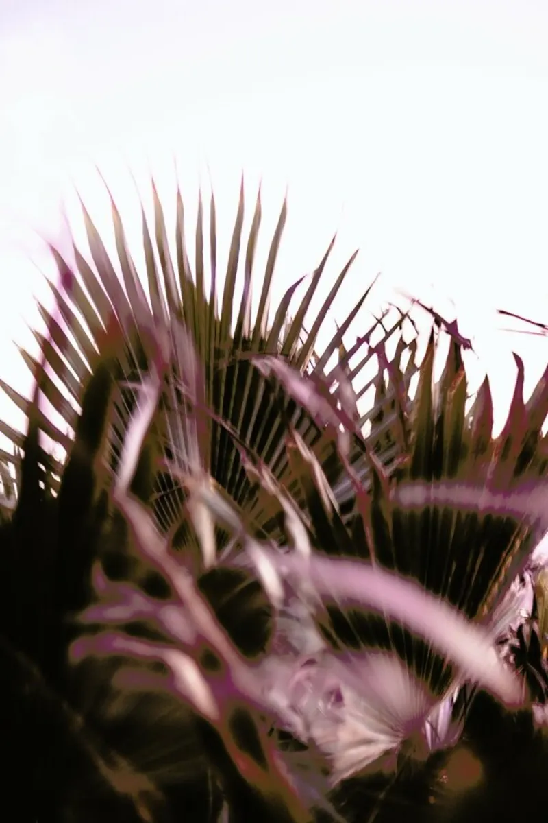 Moving Palms alluminio dibond da Chris Abatzis