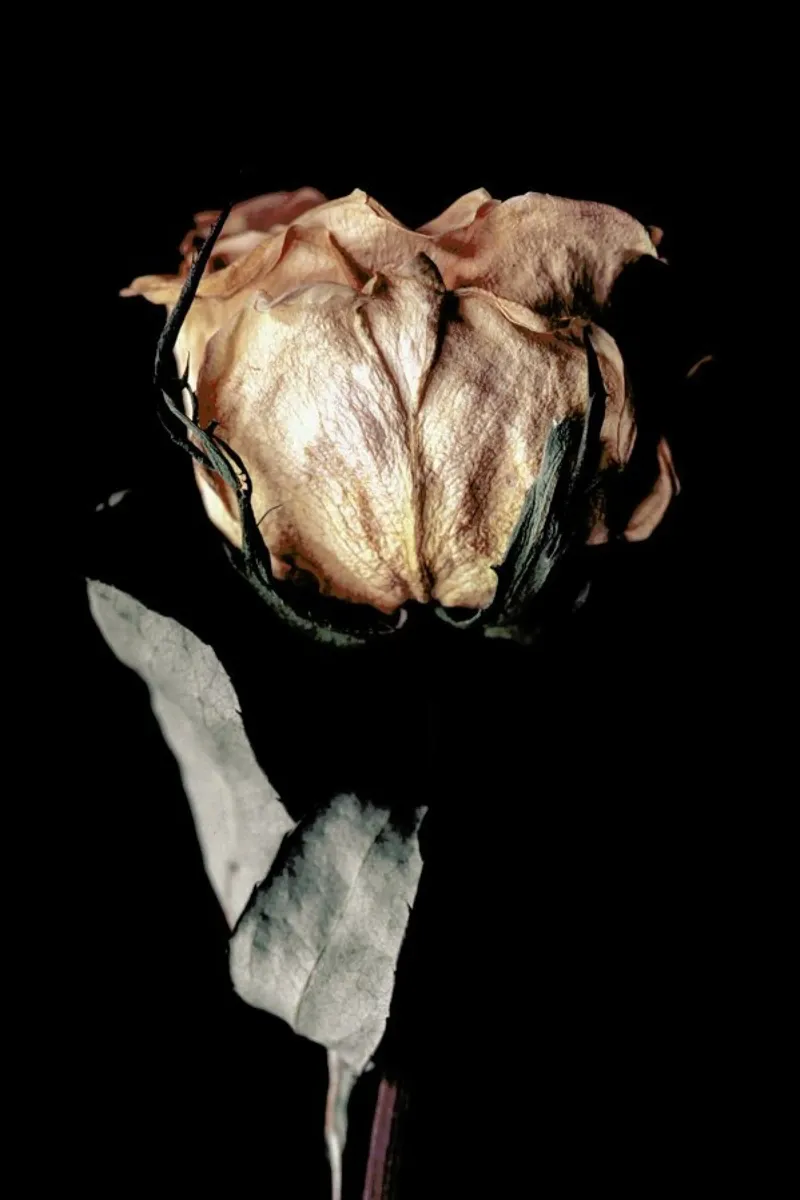 Aged Rose pellicola backlit da Flora & Fauna