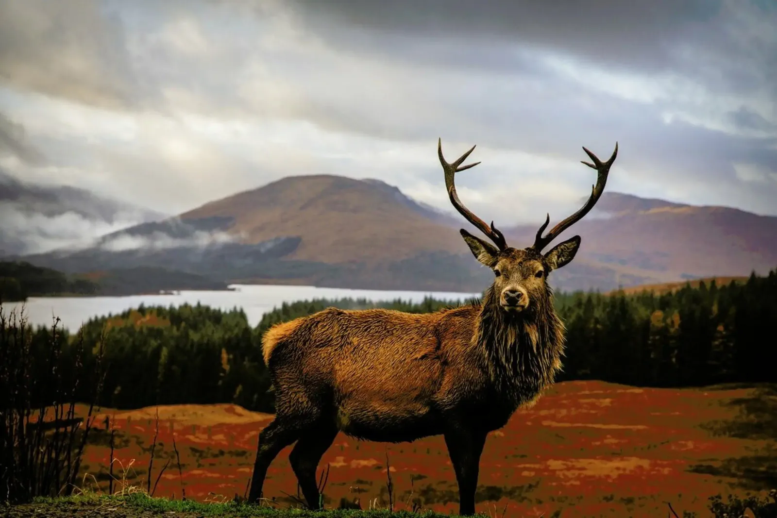 Scottish Stag - Adrian Popan plexiglass da Pictufy