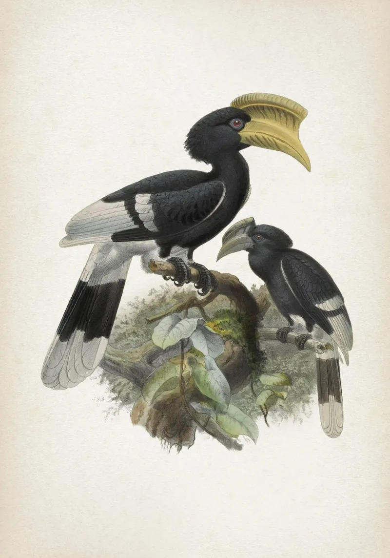 Vintage Keulemans 1 Bycanistes Cylindricus pellicola backlit da Vintage Print Collection
