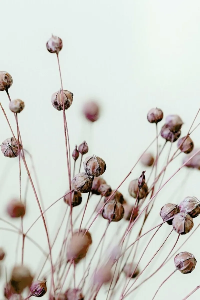 Poppy Heads poster by Flora & Fauna