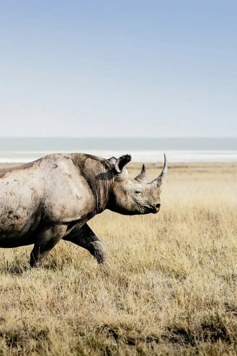 Rhino canvas by Natural Kingdom