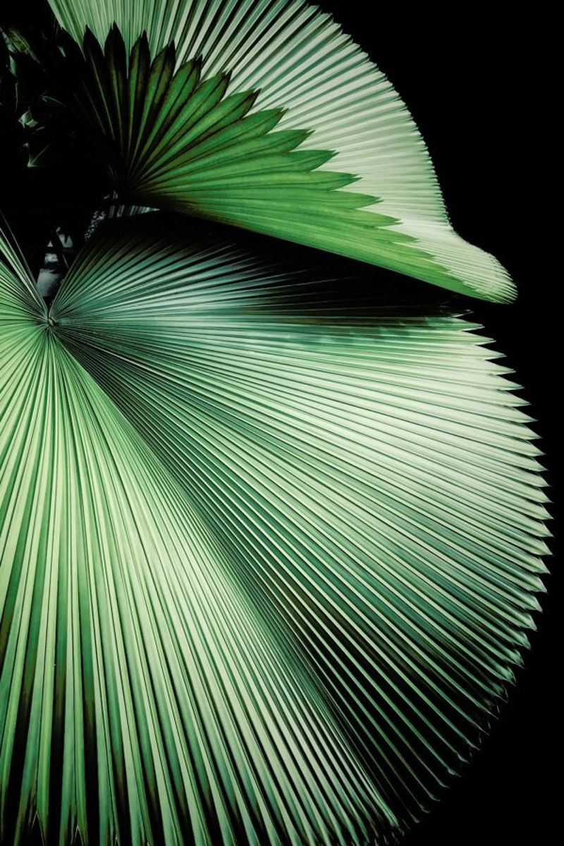 Sharp Palm Poster von Flora & Fauna