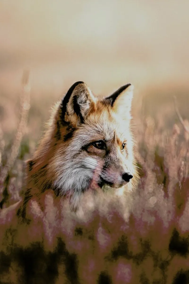 Fox in Reeds pellicola backlit da Natural Kingdom