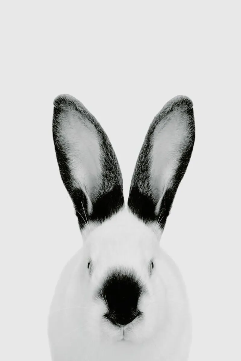 Rabbit Classic pellicola backlit da Paws & Claws