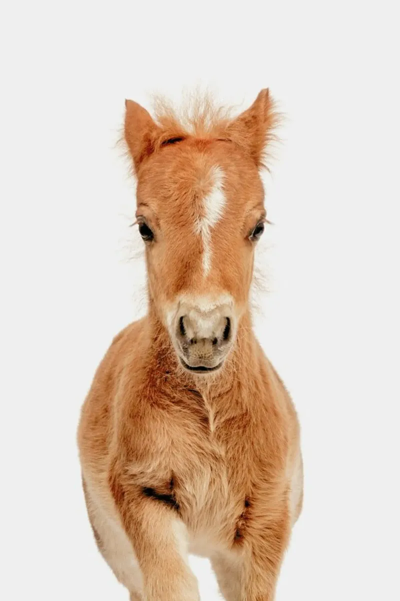 Foal pellicola backlit da Paws & Claws