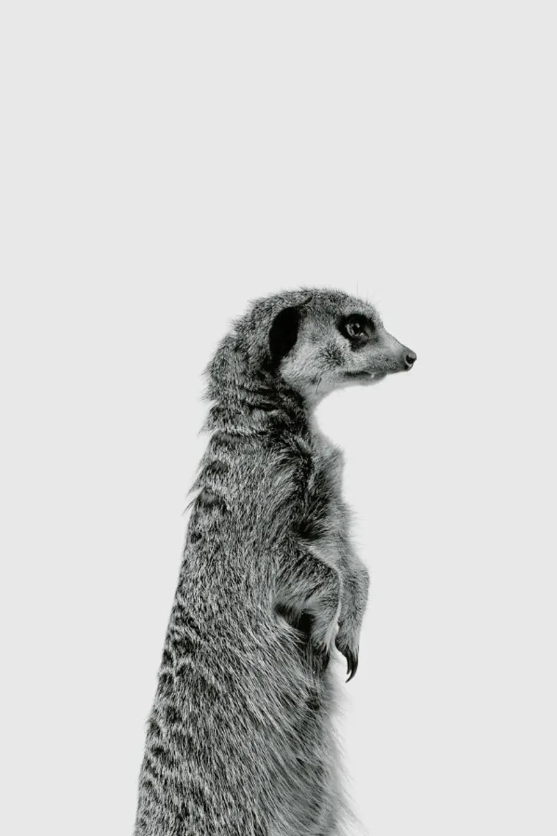 Meerkat Classic Leinwand von Paws & Claws
