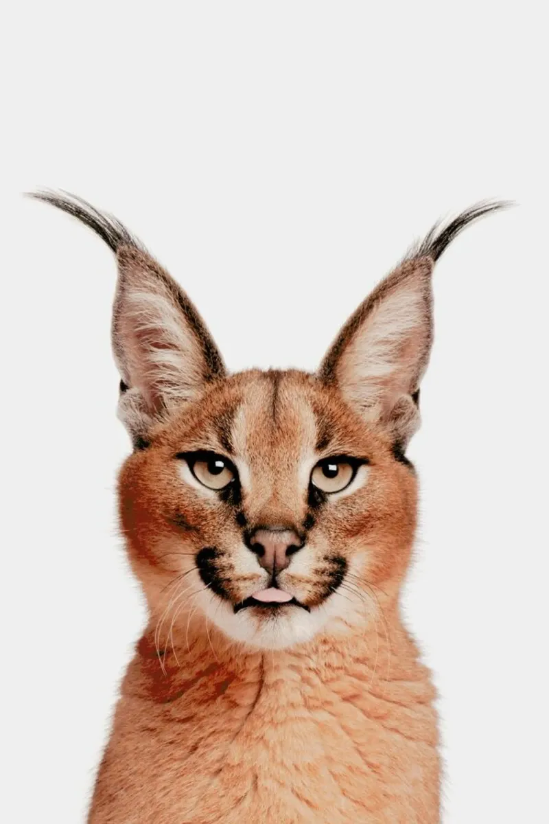 Lynx pellicola backlit da Paws & Claws