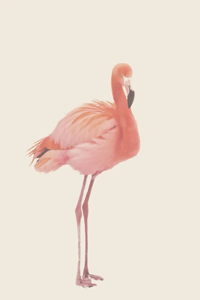 Flamingo in Snow Rose pellicola backlit da Monika Strigel