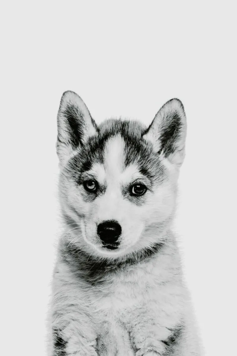Husky Classic alluminio dibond da Paws & Claws