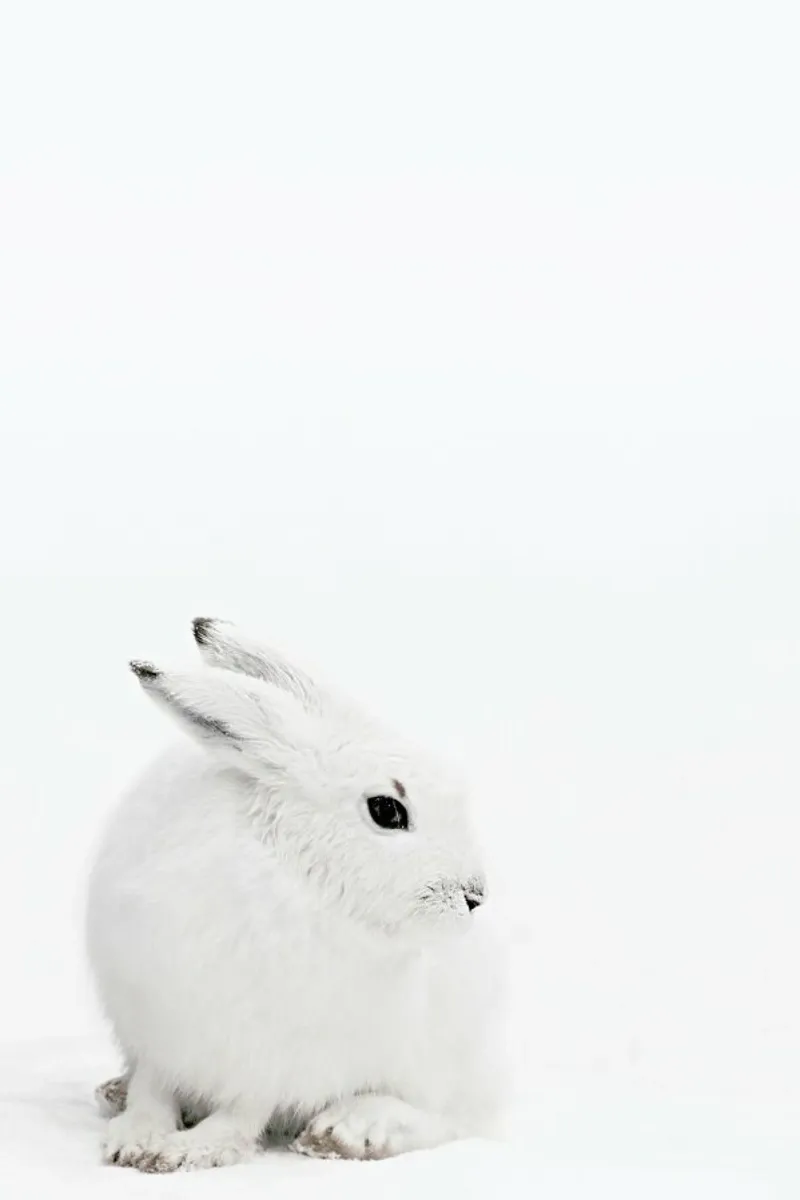 Arctic Hare poster con telaio in plastica da Monika Strigel