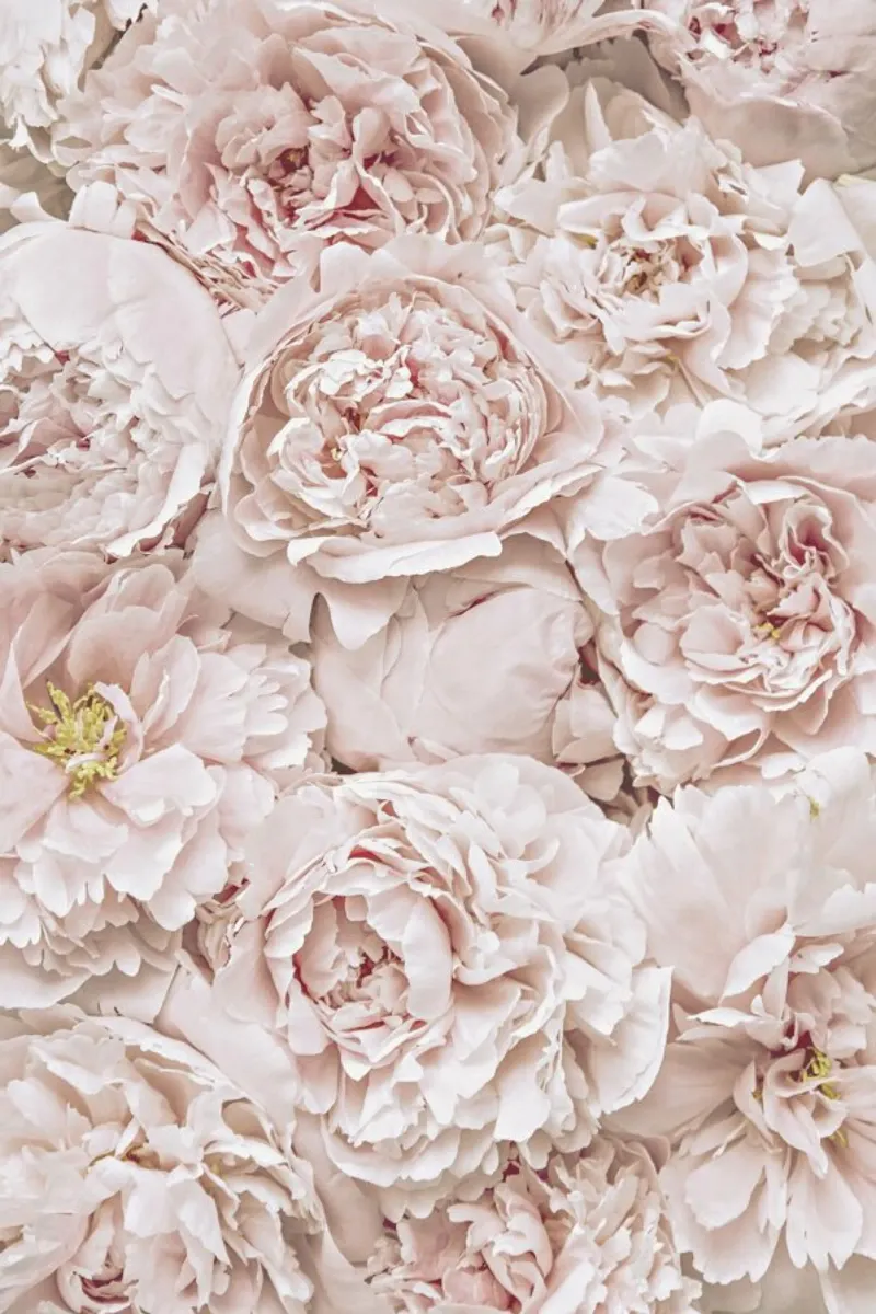 Fiori Peony Blush carta hahnemühle da Monika Strigel