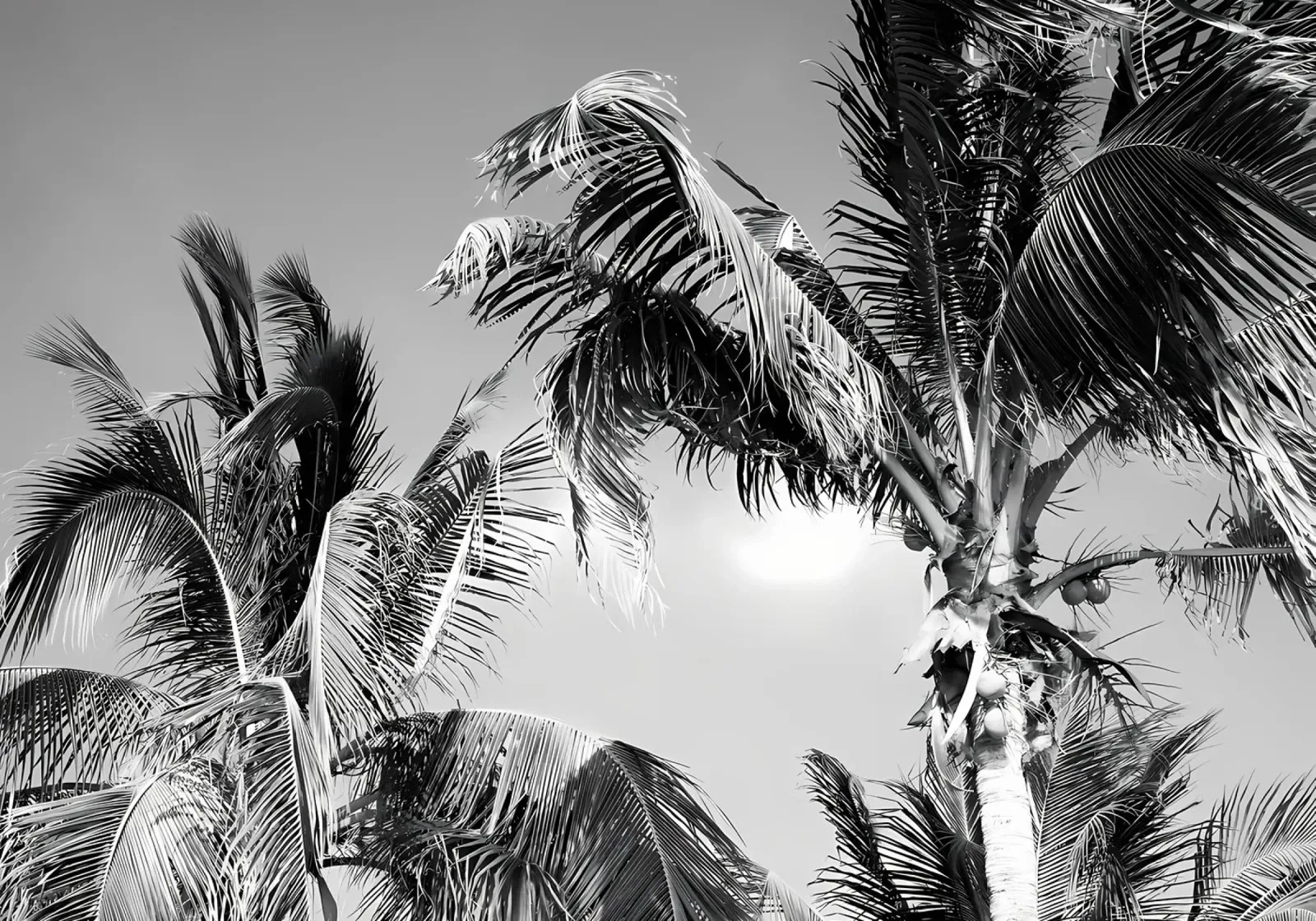 Palme dei Caraibi 4 pellicola backlit da Matthew Katz