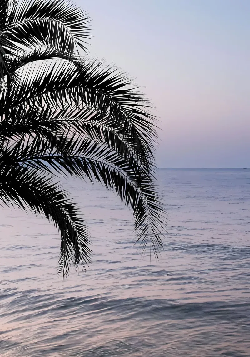 Sogno dell'oceano Palm 3 pellicola backlit da Matthew Katz