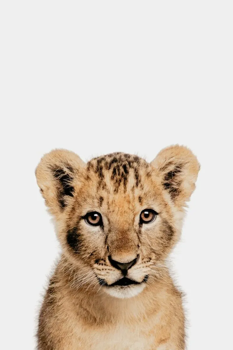 Lion Cub II pellicola backlit da Paws & Claws
