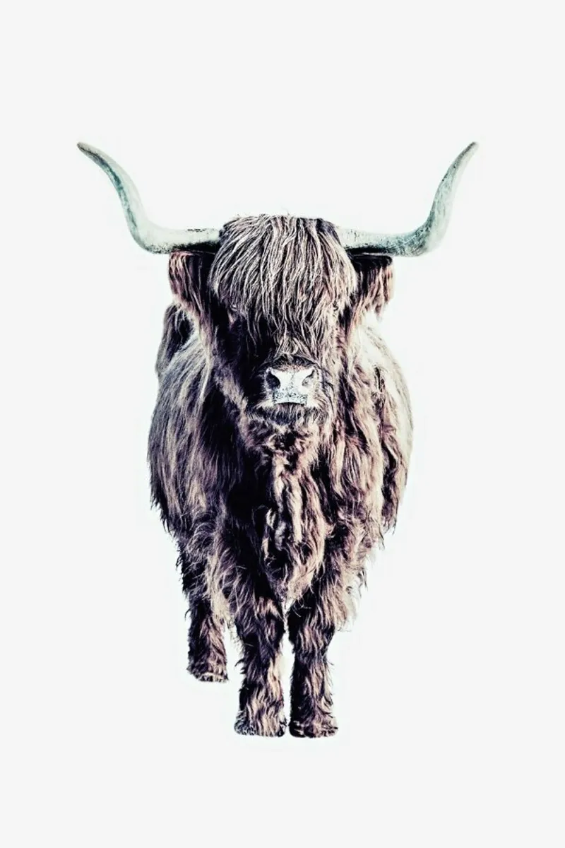 Highland Cattle Colin White pellicola backlit da Monika Strigel